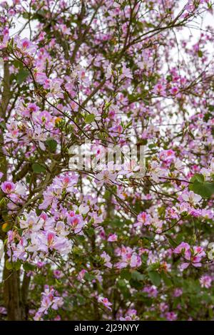 Gros plan de belles fleurs de Bauhinia plantées sur le côté de la route Banque D'Images