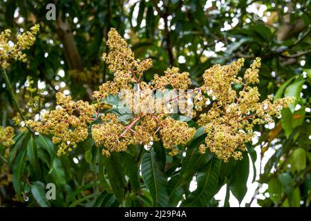 Gros plan de fleurs de longan luxuriantes qui fleurissent sur un arbre de longan Banque D'Images