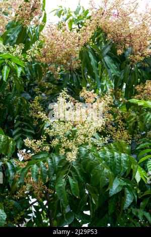 Gros plan de fleurs de longan luxuriantes qui fleurissent sur un arbre de longan Banque D'Images