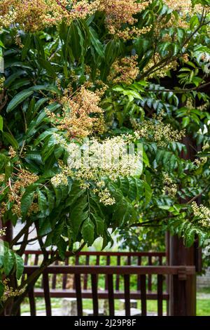 Gros plan de fleurs de longan luxuriantes qui fleurissent sur un arbre de longan Banque D'Images