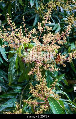 Gros plan de fleurs de longan luxuriantes qui fleurissent sur un arbre de longan Banque D'Images