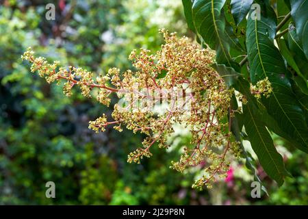 Gros plan de fleurs de longan luxuriantes qui fleurissent sur un arbre de longan Banque D'Images