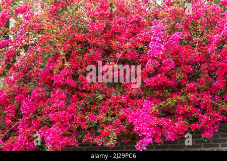 Gros plan de superbes bougainvilliers fleuris dans le jardin Banque D'Images