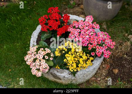 Kalanchoe a empoté des plantes dans quatre couleurs de poudre rouge, jaune et blanche cultivées dans le jardin Banque D'Images