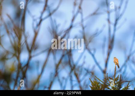 Kestrel commun (Falco tinnunculus), debout au-dessus d'une épinette, Hesse, Allemagne Banque D'Images