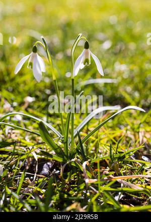 Snowdrop (Galanthus) en fleur, Saxe, Allemagne Banque D'Images