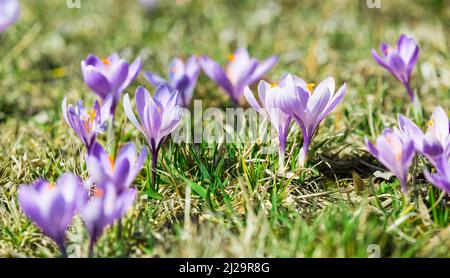 Crocus (Crocus) en fleurs, prairies de crocus à Debach, Erzgebirge, Saxe, Allemagne Banque D'Images