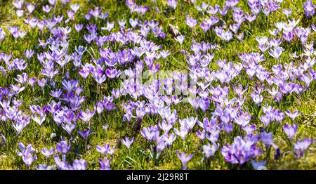 Crocus (Crocus) en fleurs, prairies de crocus à Debach, Erzgebirge, Saxe, Allemagne Banque D'Images