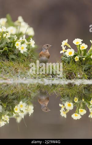 Brambling Fringilla montifringilla, femelle adulte se tenant au bord de l'eau parmi Primrose Primula vulgaris, fleurs avec réflexion, Suffolk, Angleterre, Banque D'Images