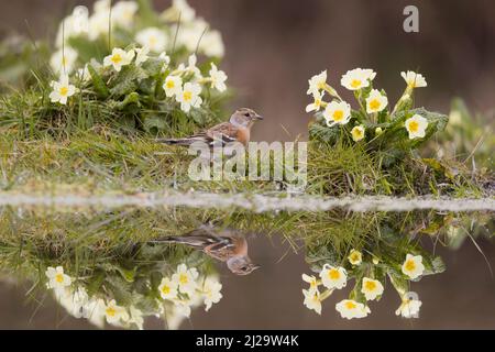 Brambling Fringilla montifringilla, femelle adulte se tenant au bord de l'eau parmi Primrose Primula vulgaris, fleurs avec réflexion, Suffolk, Angleterre, Banque D'Images