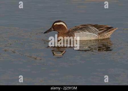 Garganey Anas querquedula à la réserve naturelle de CLEY dans le nord de Norfolk par une journée ensoleillée. Banque D'Images