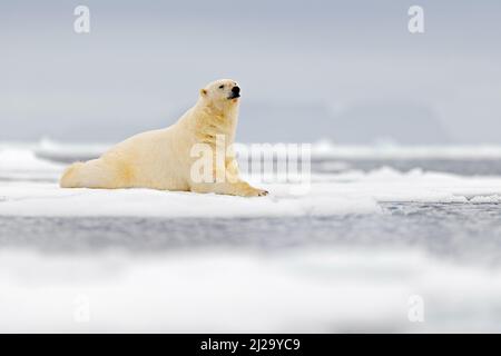 Ours polaire allongé sur la glace, museau ouvert. Ours polaire dangereux dans la glace avec carcasse de joint. Scène d'action de la faune de la nature arctique. Scène sanglante avec r Banque D'Images