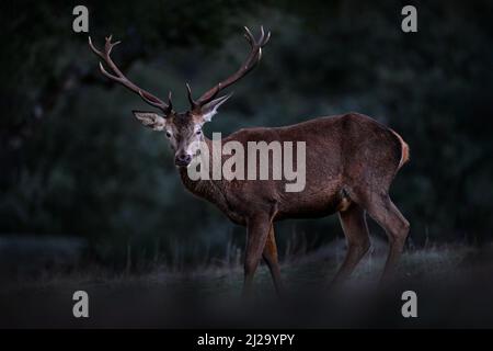 Cerf d'Espagne dans la Sierra de Andujar montagne. Saison de rutting cerf rouge, animal puissant majestueux à l'extérieur du bois, grand animal dans l'habitat forestier. Wildl Banque D'Images