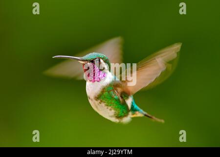Détail volant, ailes mobiles. Woodstar à ventre blanc, colibri avec fond vert clair. Oiseau de Tandayapa, Equateur. Colibri volant en tropica Banque D'Images