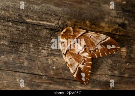 Kentish Glory Moth - Endromis versicolor, magnifique papillon de couleur ressort des forêts et des forêts européennes, République tchèque. Banque D'Images