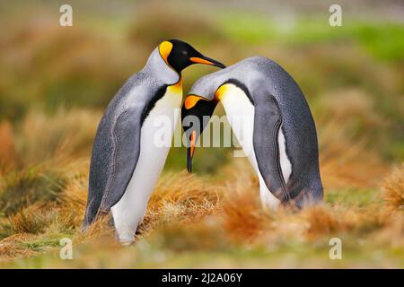 L'amour des oiseaux dans la nature. Couple de pingouins très grands, nature sauvage. Deux pingouins faisant l'amour dans l'herbe. Scène sauvage de la nature. Comportement des oiseaux, sauvage Banque D'Images