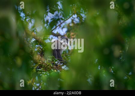 Singe à queue rouge le guenon de Schmidt, Cercopithecus ascanius, assis sur un arbre dans un habitat forestier naturel, PN de la forêt de Kibale, Ouganda en Afrique. Singe mignon Banque D'Images