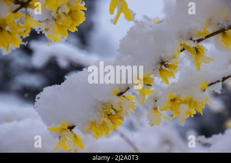 Wentorf BEI Hamburg, Allemagne. 31st mars 2022. Plusieurs centimètres de neige se trouvent sur la forsythia en pleine floraison à Wentorf près de Hambourg. Après de nombreuses journées ensoleillées printanières, il a neigé pendant la nuit. Crédit : Ulrich Perrey/dpa/Alay Live News Banque D'Images