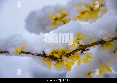 Wentorf BEI Hamburg, Allemagne. 31st mars 2022. Plusieurs centimètres de neige se trouvent sur la forsythia en pleine floraison à Wentorf près de Hambourg. Après de nombreuses journées ensoleillées printanières, il a neigé pendant la nuit. Crédit : Ulrich Perrey/dpa/Alay Live News Banque D'Images