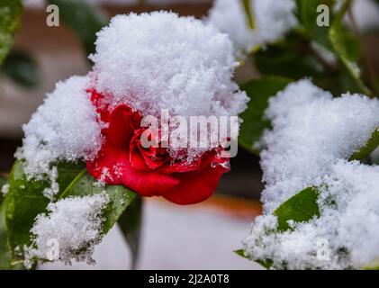 Wentorf BEI Hamburg, Allemagne. 31st mars 2022. Plusieurs centimètres de neige se trouvent sur des camélias en fleurs à Wentorf près de Hambourg. Après de nombreuses journées ensoleillées printanières, il a neigé pendant la nuit. Crédit : Ulrich Perrey/dpa/Alay Live News Banque D'Images