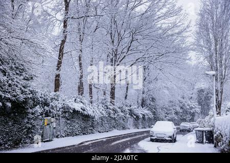 Wentorf BEI Hamburg, Allemagne. 31st mars 2022. Plusieurs centimètres de neige se trouvent sur les arbres de Wentorf, près de Hambourg. Après de nombreuses journées ensoleillées printanières, il a neigé pendant la nuit. Crédit : Ulrich Perrey/dpa/Alay Live News Banque D'Images