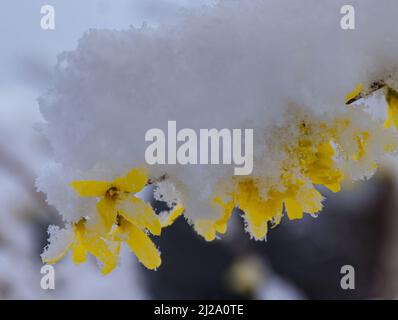 Wentorf BEI Hamburg, Allemagne. 31st mars 2022. Plusieurs centimètres de neige se trouvent sur la forsythia en pleine floraison à Wentorf près de Hambourg. Après de nombreuses journées ensoleillées printanières, il a neigé pendant la nuit. Crédit : Ulrich Perrey/dpa/Alay Live News Banque D'Images