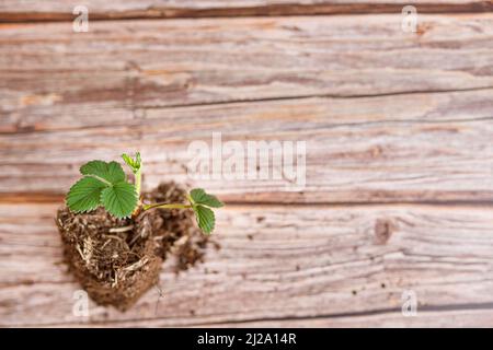 Plantes de fraise en pot avec feuilles vertes sur fond de bois Banque D'Images