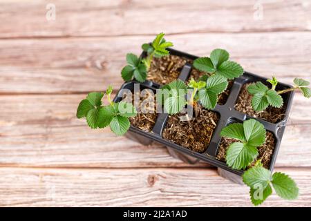 Plantes de fraise en pot avec feuilles vertes sur fond de bois Banque D'Images