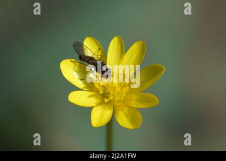 L'aéroglisseur mâle Meliscaeva auricollis, un aéroglisseur familial (Syrphidae) sur une fleur de célandine ou de pilewort moindre (Ficaria verna). Printemps, mars Banque D'Images