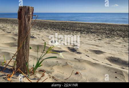 La force de la nature : fleur solitaire sur la plage de sable à côté d'un poteau cloué en bois. Fleurs sauvages d'été. Plage d'Alimini : Pancratium maritimum. Banque D'Images