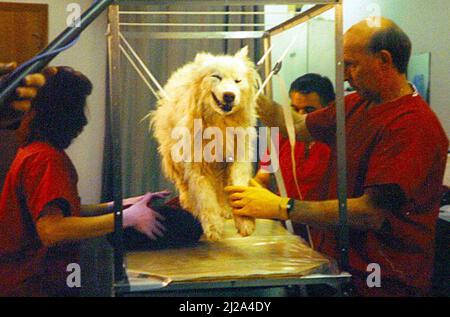 UN CHIEN SAMOYED QUI AVAIT ÉTÉ MUMMIFIÉ 2 ANS PLUS TÔT ENLEVÉ POUR ÊTRE EXAMINÉ MALGRÉ ÊTRE MORT PENDANT DEUX ANS, AUCUN SIGNE OU ODEUR DE DÉCOMPOSITION N'A ÉTÉ NOTÉ À LA SEULE COMPAGNIE DE MOMIFICATION 'SUMMUM' DU MONDE BASÉ DANS LA VILLE DE SALT LAKE AUX ÉTATS-UNIS. LE PROCESSUS DE MOMIFICATION UTILISÉ CHEZ SUMMUM GARDE LE CORPS TOTALEMENT « FRAIS » EN UTILISANT UN PROCESSUS UNIQUE. LES ANIMAUX DE COMPAGNIE ONT ÉTÉ EXAMINÉS APRÈS UNE PÉRIODE D'ANNÉES APRÈS LA MOMIFICATION ET ONT ÉMERGÉ DANS LE MÊME ÉTAT QUE QUAND ILS ONT ÉTÉ MOMIFIED.DUE À LA CONSERVATION EXTRAOADINARY DU PROCESSUS BEAUCOUP DE CLIENTS UTILISENT LE PROCESSUS POUR EUX-MÊMES ET LES ANIMAUX DE COMPAGNIE À PRÉSERVER Banque D'Images