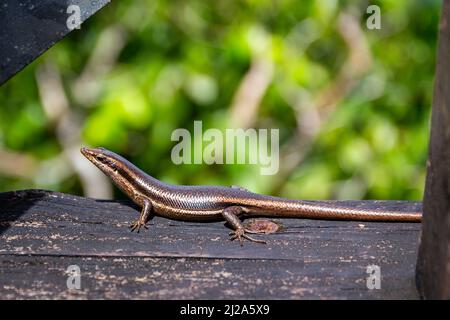 Lizard spink des Seychelles (Mabuya seychellensis, Trachylepis seychellensis) sur une plate-forme en bois, vue rapprochée du profil latéral, Mahé, Seychelles. Banque D'Images