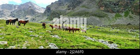 Panorama. Un troupeau de chevaux s'empaissent dans les prés de la ceinture sous-marine des montagnes, exposition herbeuse du sud. Caucase, 3500 Banque D'Images