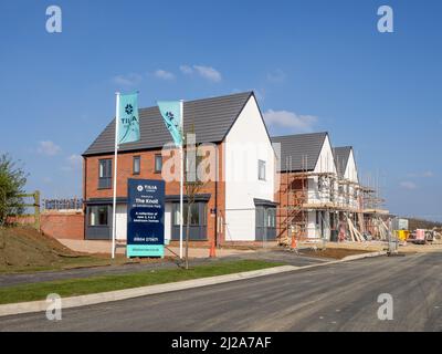 Tilia nouvelles maisons en construction, le Knoll, Landimore Park à la périphérie de Northampton, Royaume-Uni Banque D'Images