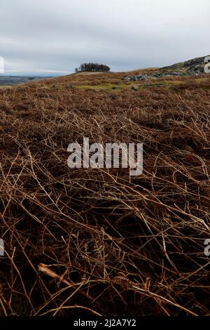 Kirkcarrion copse on Crossthwaite Common, Upper Teesdale, Comté de Durham, Angleterre, Royaume-Uni Banque D'Images