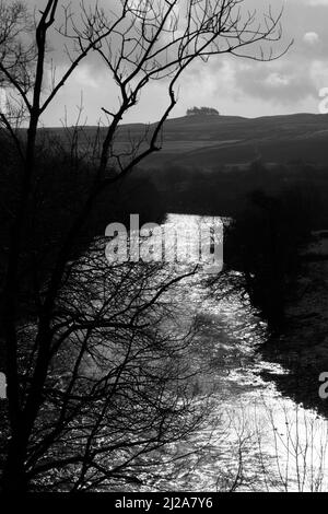 En regardant vers Upper Teesdale depuis River Tees près de Dent Bank vers Kirkcarrion (petit copse) et Crossthwaite, comté de Durham, Angleterre, Royaume-Uni Banque D'Images