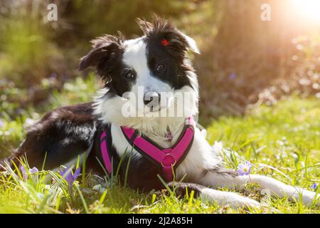 Chien Border collie couché dans un pré de printemps Banque D'Images