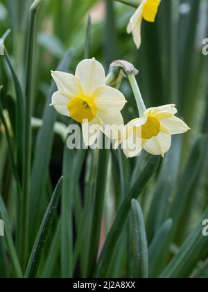 Un gros plan des fleurs jaune pâle dainty du nain Narcissus Minnow Banque D'Images