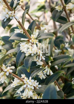 Un gros plan des fleurs blanches pures et des feuilles vert foncé d'Osmanthus burkwoodii Banque D'Images