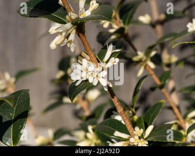 Un gros plan des fleurs blanches pures et des feuilles vert foncé d'Osmanthus burkwoodii Banque D'Images