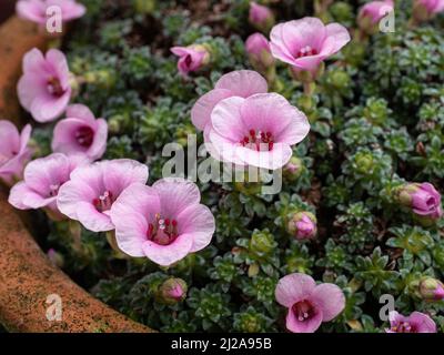 Un gros plan des délicates fleurs roses de la Saxifraga 'Cranbourne' alpine à floraison précoce Banque D'Images