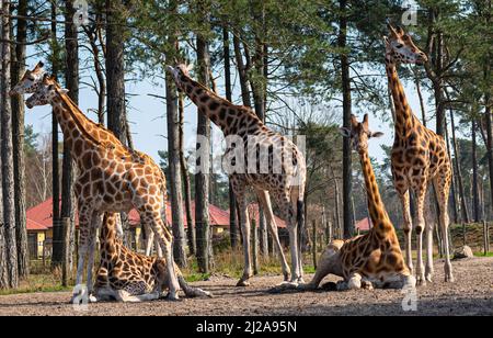 Plusieurs girafes dont une girafe donne sur l'appareil photo se détendre et profiter du soleil dans un zoo appelé parc safari Beekse Bergen à Hilvarenbeek Banque D'Images