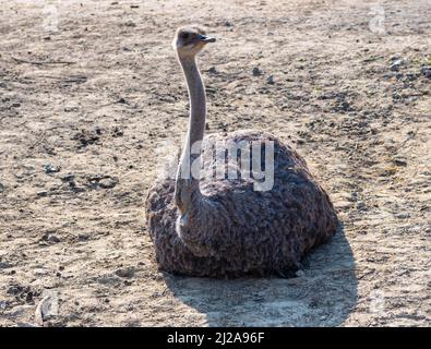 Assis autruche dans une réserve de savane regardant à droite dans un zoo appelé parc safari Beekse Bergen à Hilvarenbeek, Noord-Brabant, pays-Bas Banque D'Images