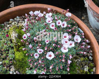 Un monticule incrusté de la kabschia Saxifraga Jenkinsae à floraison précoce montrant les délicates fleurs rose pâle Banque D'Images