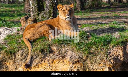 Magnifique lion coloré couché sur le sol et regardant dans la caméra dans le parc safari Beekse Bergen à Hilvarenbeek, Noord-Brabant, pays-Bas Banque D'Images