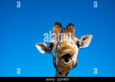 gros plan amusant d'une tête de girafe colorée avec ciel bleu comme couleur de fond Banque D'Images