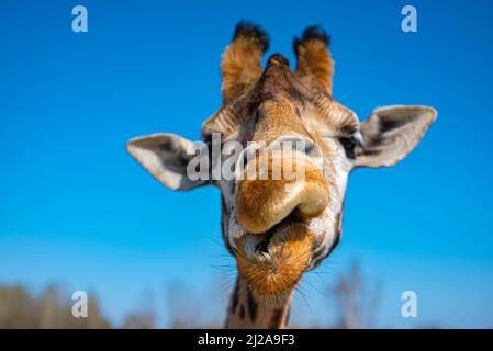 gros plan amusant d'une tête de girafe colorée avec ciel bleu comme couleur de fond Banque D'Images