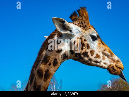 gros plan amusant d'une tête de girafe colorée qui dépasse de sa langue avec le ciel bleu comme couleur de fond Banque D'Images