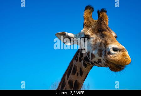 gros plan amusant d'une tête de girafe colorée avec ciel bleu comme couleur de fond Banque D'Images