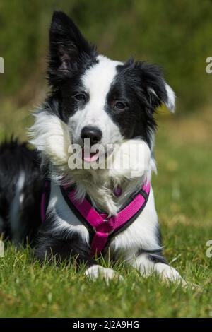 Chien Border collie couché dans un pré de printemps Banque D'Images